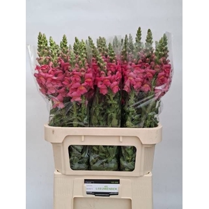 ANTIR AVIGNON ROSE