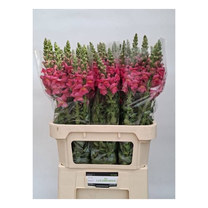 <h4>ANTIR AVIGNON ROSE</h4>