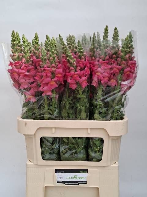 ANTIR AVIGNON ROSE