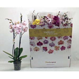PHAL GEM 10 KL