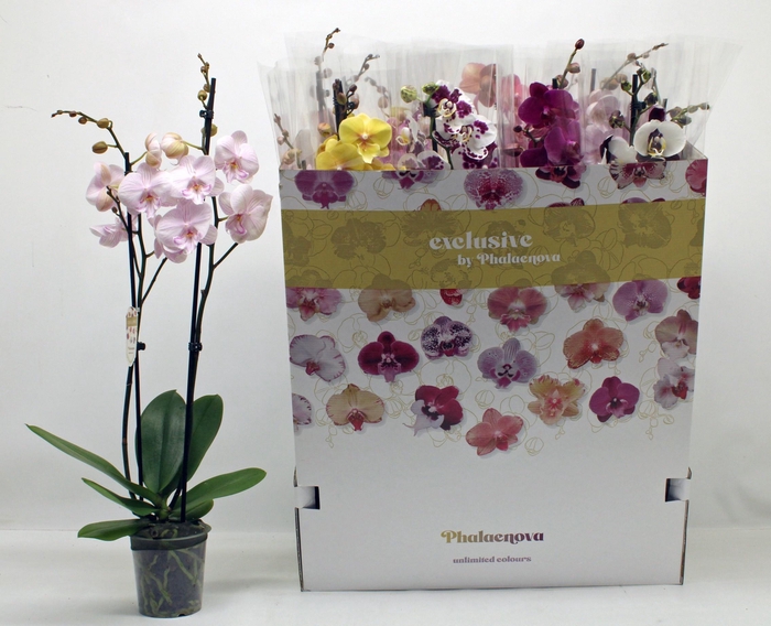 <h4>PHAL GEM 10 KL</h4>
