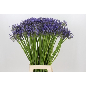 Agapanthus Donau