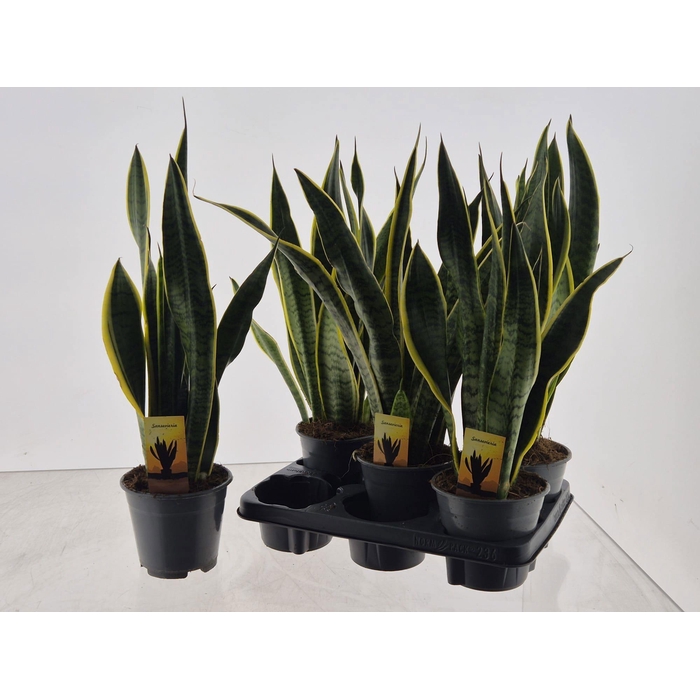 <h4>SANSEV LAURENTII</h4>