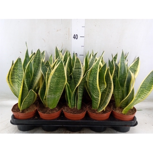 Sansevieria trifa. 'Futura Superba'