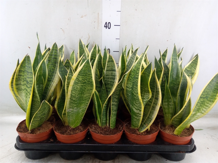 <h4>Sansevieria trifa. 'Futura Superba'</h4>