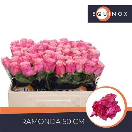 <h4>R Gr Ramonda</h4>