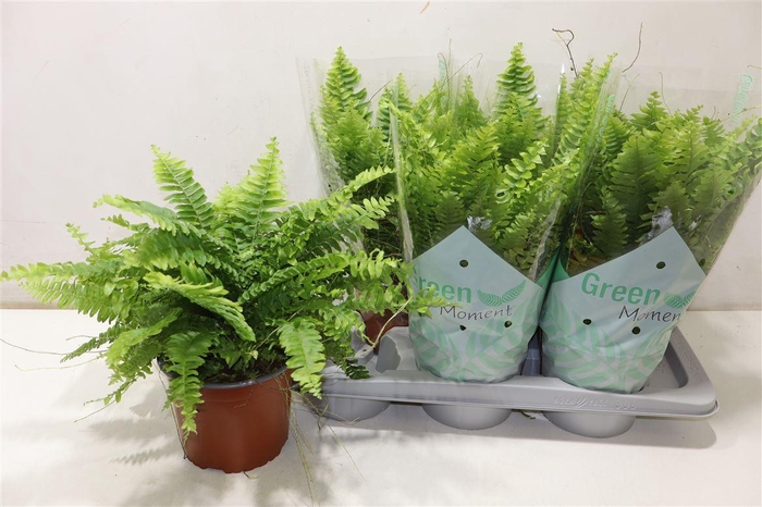 <h4>Nephr Ex Green Momen</h4>