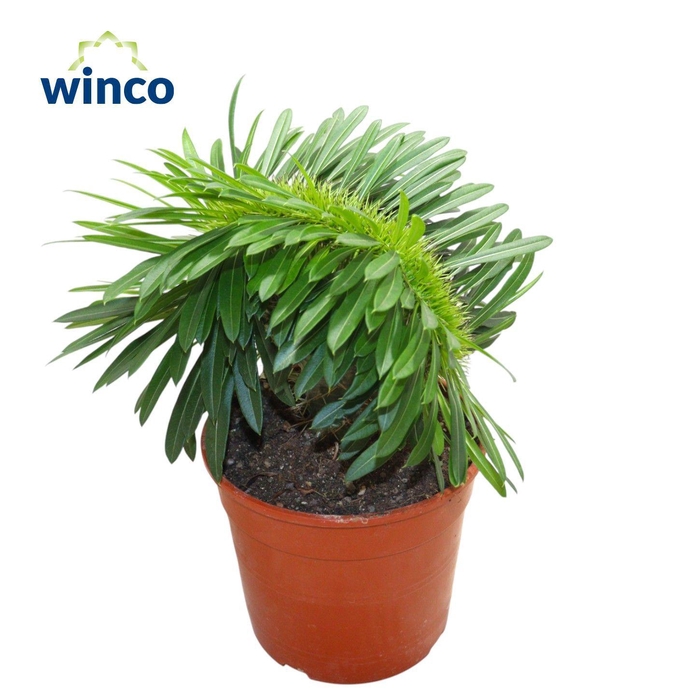 <h4>Pachypodium Lamerei Cristata (Grafted)</h4>