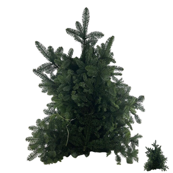 <h4>ABIES NOB BLAUW KILO</h4>