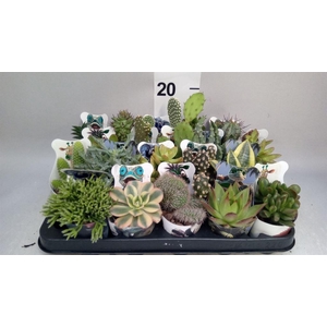 Cactus   ...mix