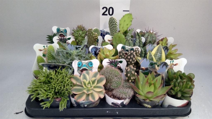 <h4>Cactus   ...mix</h4>