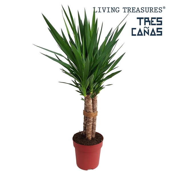 <h4>Yucca "Tres Cañas" 50stam P23</h4>