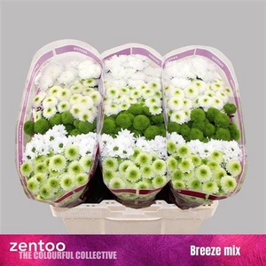 Chr S Gem Breeze