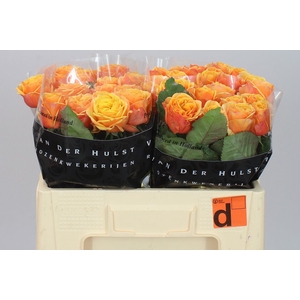 Rosa Gr Heliane Orange+
