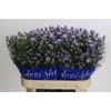 Aster Cassandra