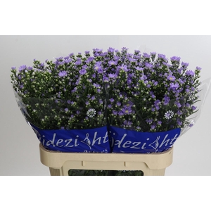 Aster Cassandra