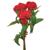 CELOSIA FIRE CHIEF 060 CM VERMELHO