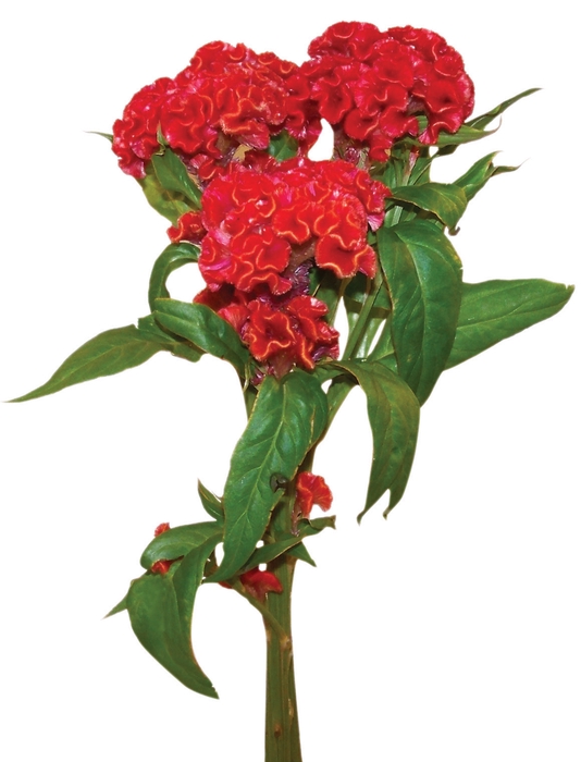 <h4>CELOSIA FIRE CHIEF 060 CM VERMELHO</h4>