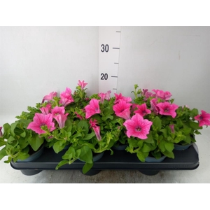 Petunia  'Surfinia Hot Pink'