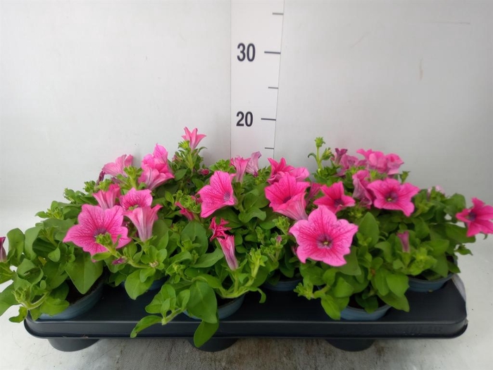 <h4>Petunia  'Surfinia Hot Pink'</h4>