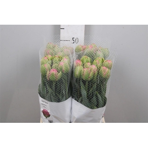 Tu Du Strawber Cream