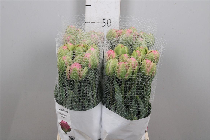 <h4>Tu Du Strawber Cream</h4>