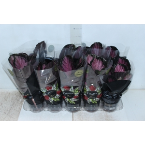 CALATHEA ROSEA PICTA CRIMSON P12