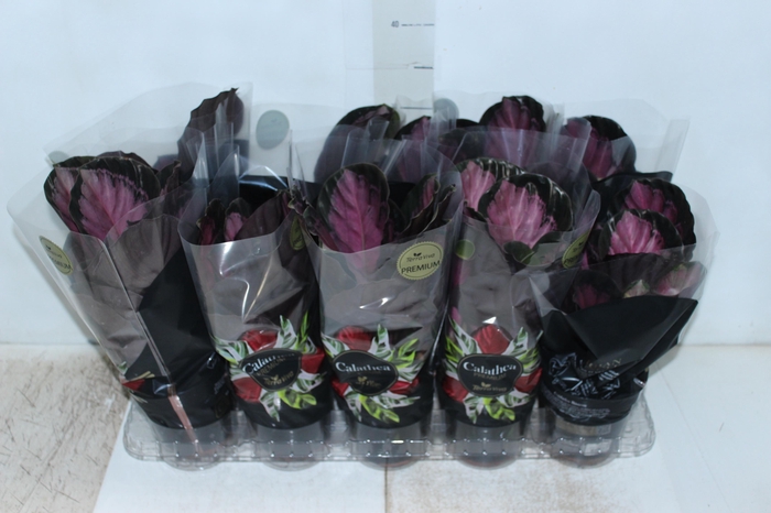 <h4>CALATHEA ROSEA PICTA CRIMSON P12</h4>