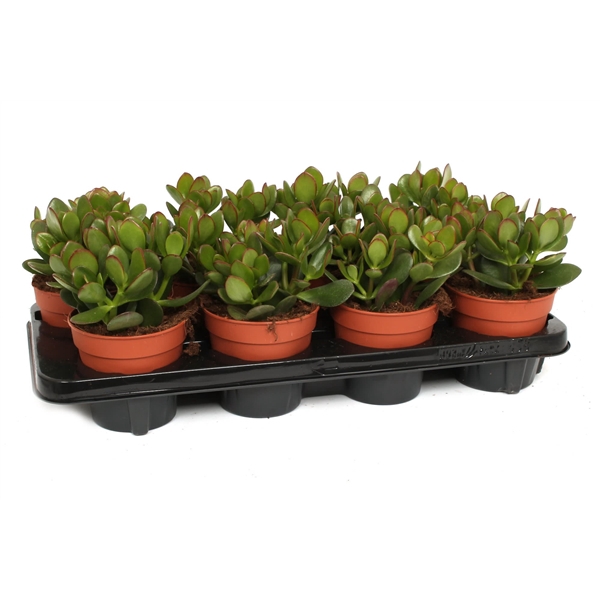 <h4>Crassula ovata 12 cm</h4>