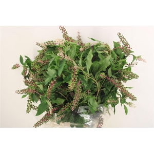 Carbouzijn Berry Ex P Bunch