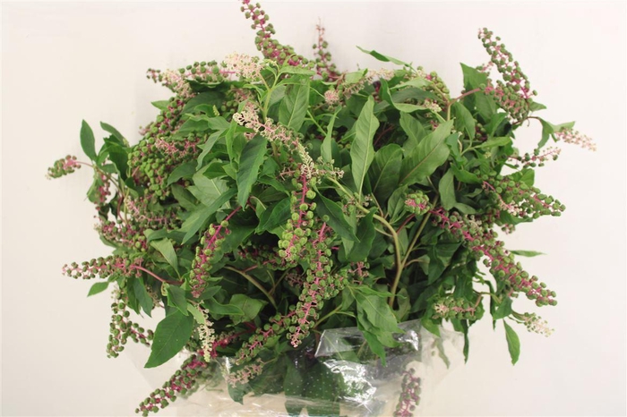 <h4>Carbouzijn Berry Ex P Bunch</h4>