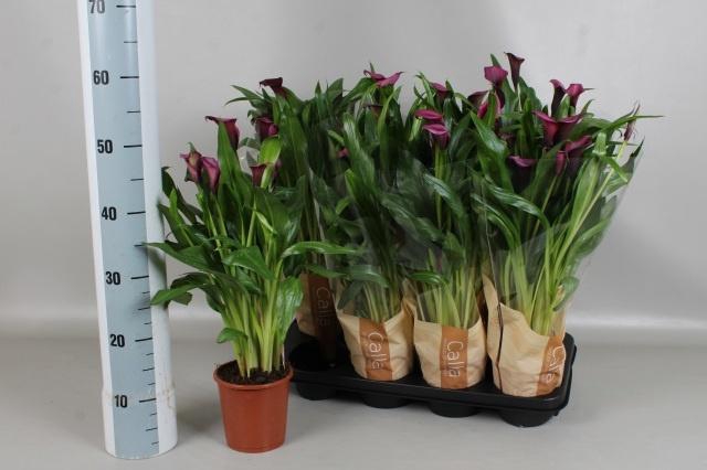 <h4>ZANT ODESSA</h4>