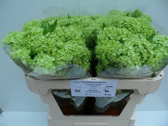 <h4>VIBURNUM ROSEUM ST</h4>