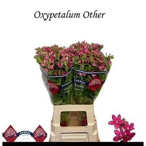 OXY OV