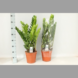 ZAMIO ZAMIIFOLIA