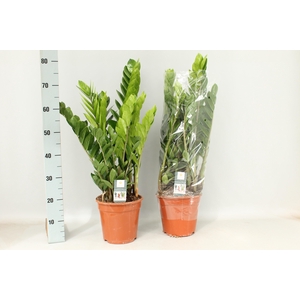 ZAMIO ZAMIIFOLIA