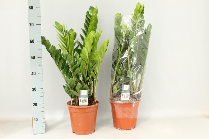 <h4>ZAMIO ZAMIIFOLIA</h4>
