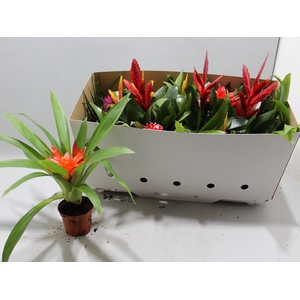 BROMELIA GEM 13 SRT