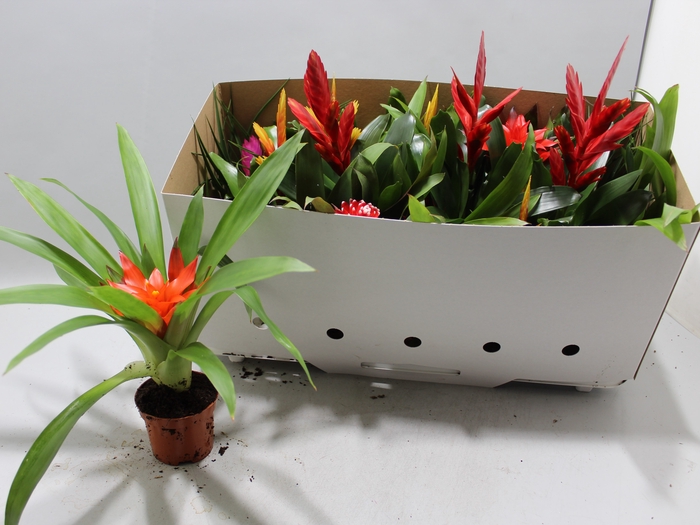 <h4>BROMELIA GEM 13 SRT</h4>