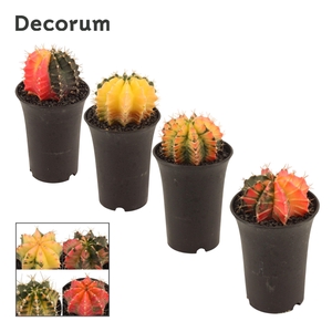 Gymnocalycium Cactus 9 cm Variegated (Decorum)