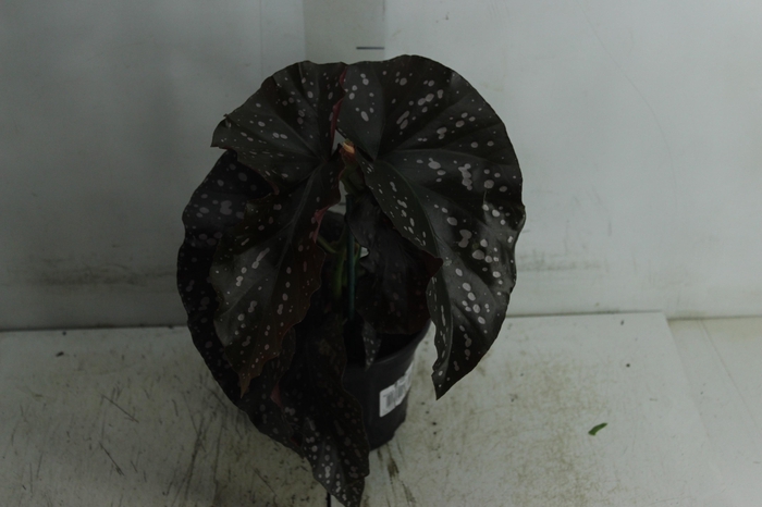 <h4>BEGONIA MARI P15</h4>