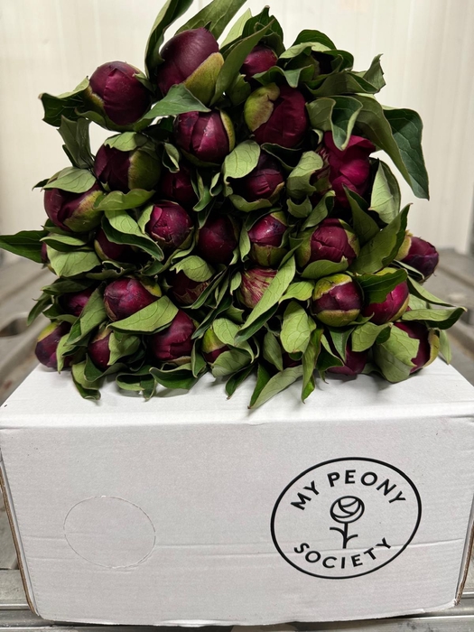 <h4>Paeonia Big Ben</h4>