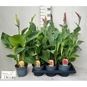 CANNA CANNOVA GEM