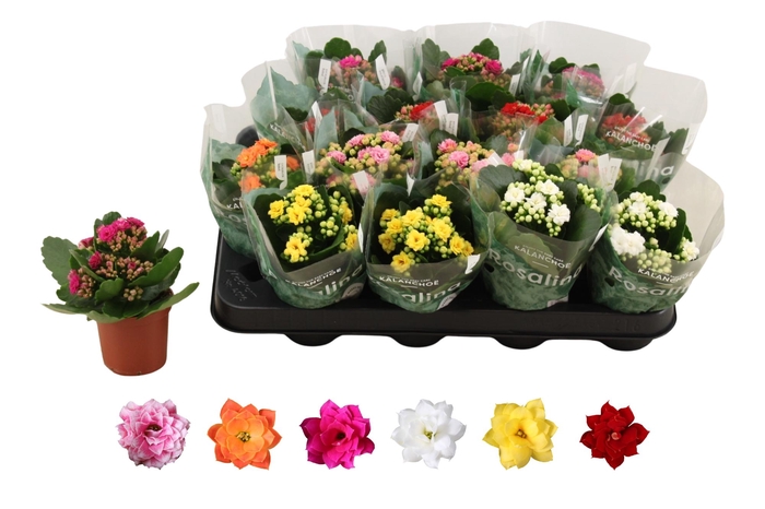 <h4>KAL GE RO GEM 6 KL</h4>