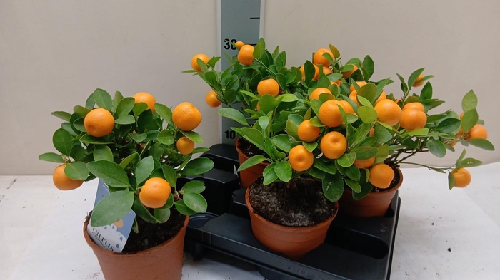 <h4>CITR MICROCARPA</h4>