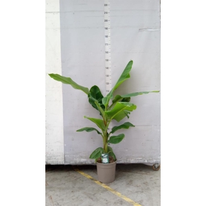 Musa  'Dwarf Cavendish'