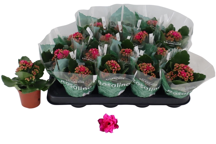 <h4>arr8 Kal Ge Don Victorio</h4>