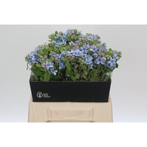 Oxypetalum Tweedia Blue