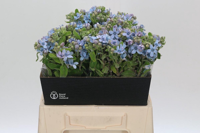 <h4>Oxypetalum Tweedia Blue</h4>