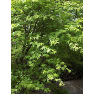Acer palmatum